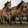 DSCF7986.jpg