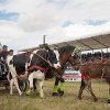 DSCF8170.jpg