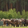 DSC_6316.jpg