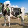 Titanen_klein1G9A3649.jpg