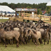 D75_9560.JPG