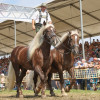 Titanen_klein1G9A2749.jpg