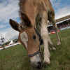 DSCF8159.jpg