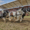 Titanen_klein1G9A3130.jpg
