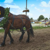 Titanen_klein1G9A3713.jpg