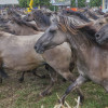 Titanen_klein1G9A3289.jpg