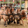 D71_6780.jpg