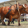 Titanen_klein1G9A2710.jpg