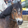 Titanen_klein5S3A6925.jpg