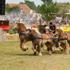 D50_8342.JPG